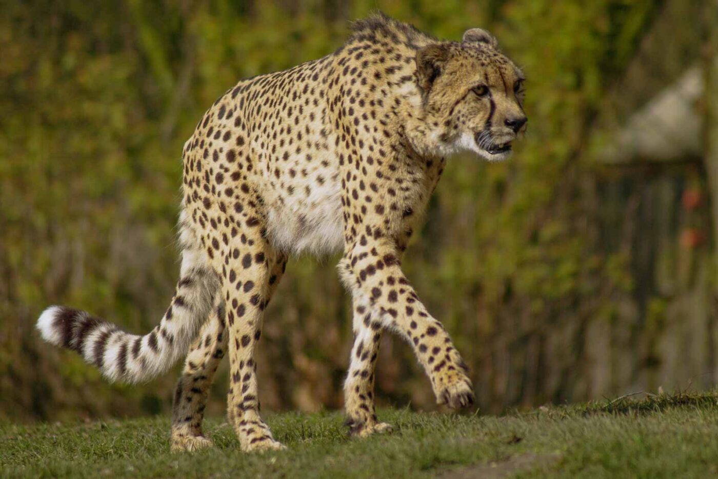 2016-03-10 - Allwetterzoo Münster