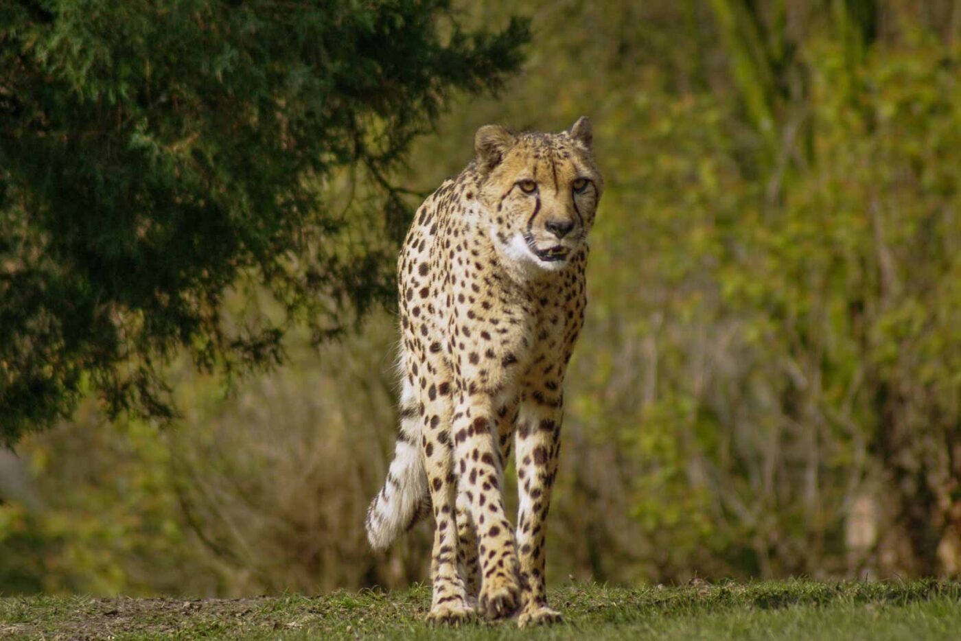 2016-03-10 - Allwetterzoo Münster