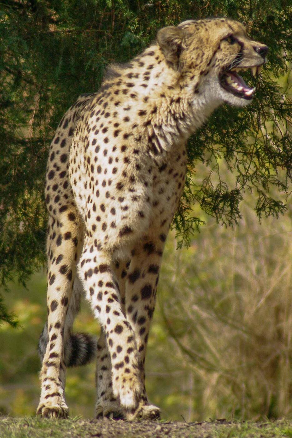 2016-03-10 - Allwetterzoo Münster