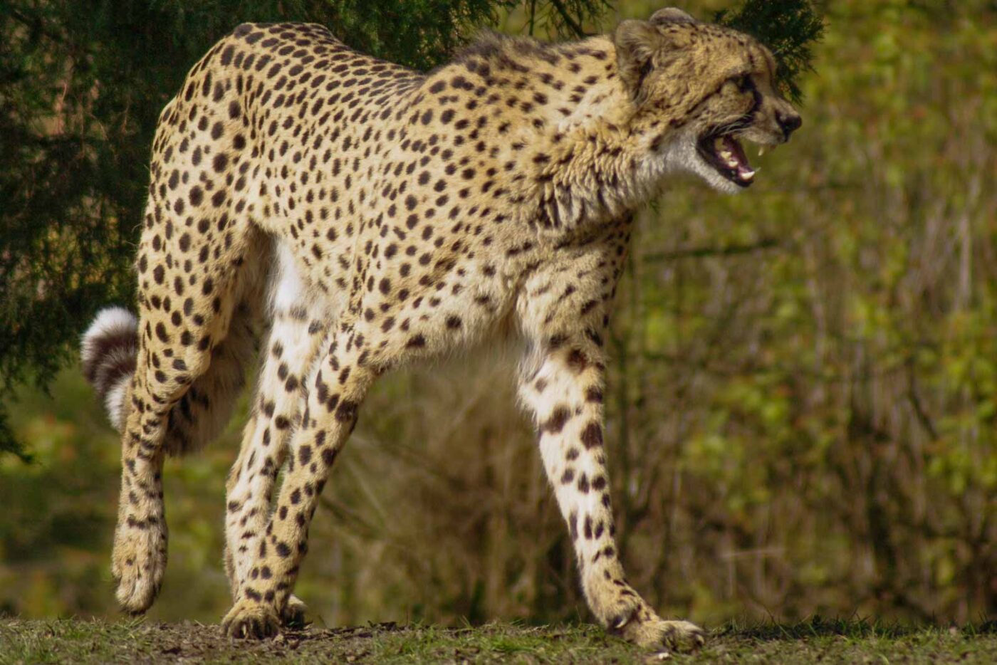 2016-03-10 - Allwetterzoo Münster