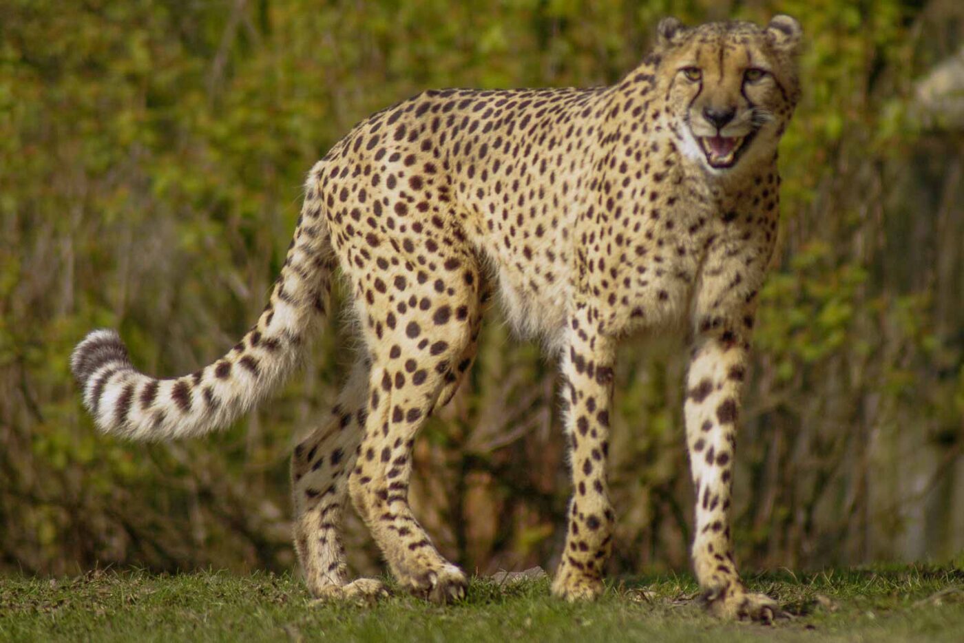 2016-03-10 - Allwetterzoo Münster