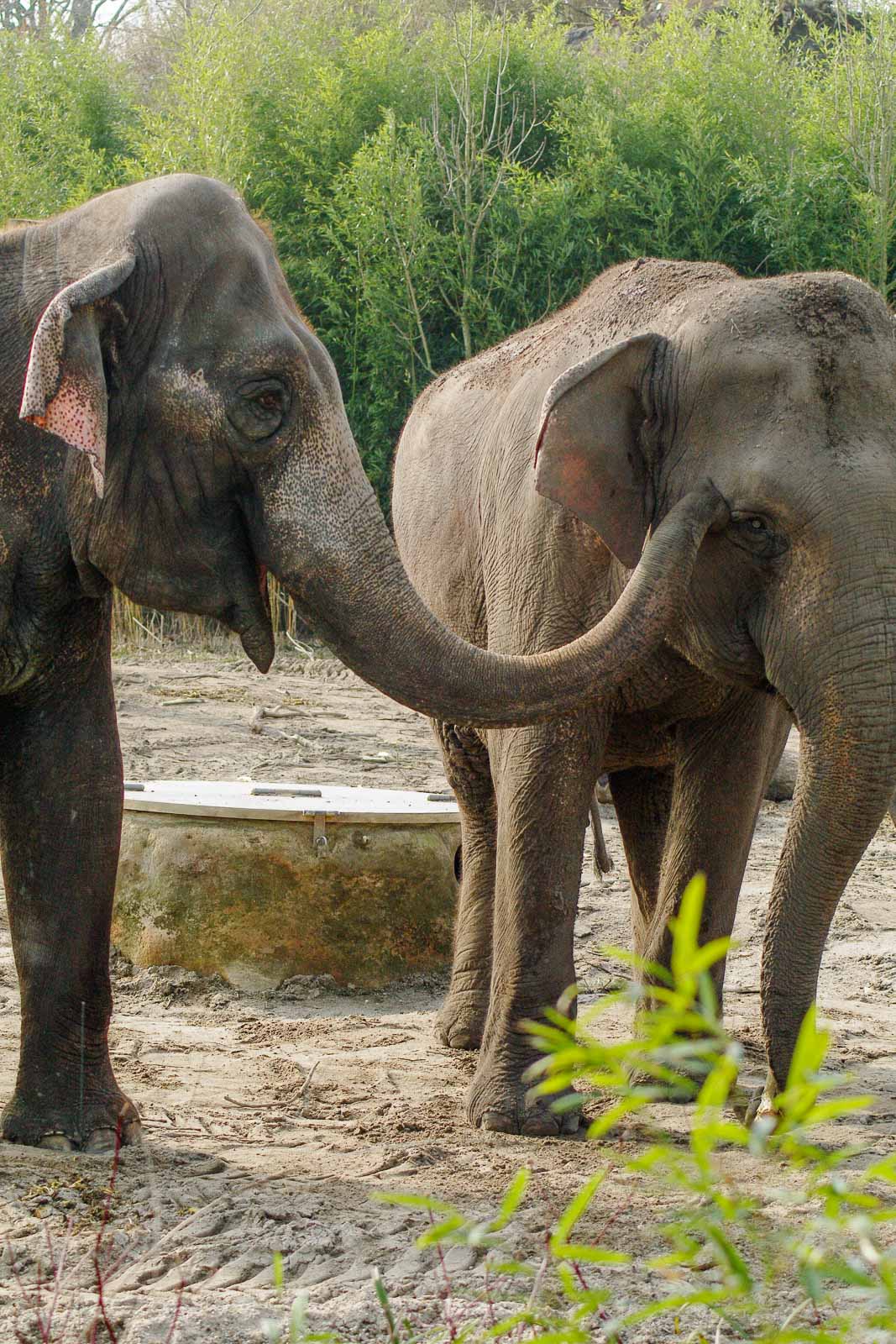 °2016-03-10 – Allwetterzoo Münster – Elefanten ganz privat°