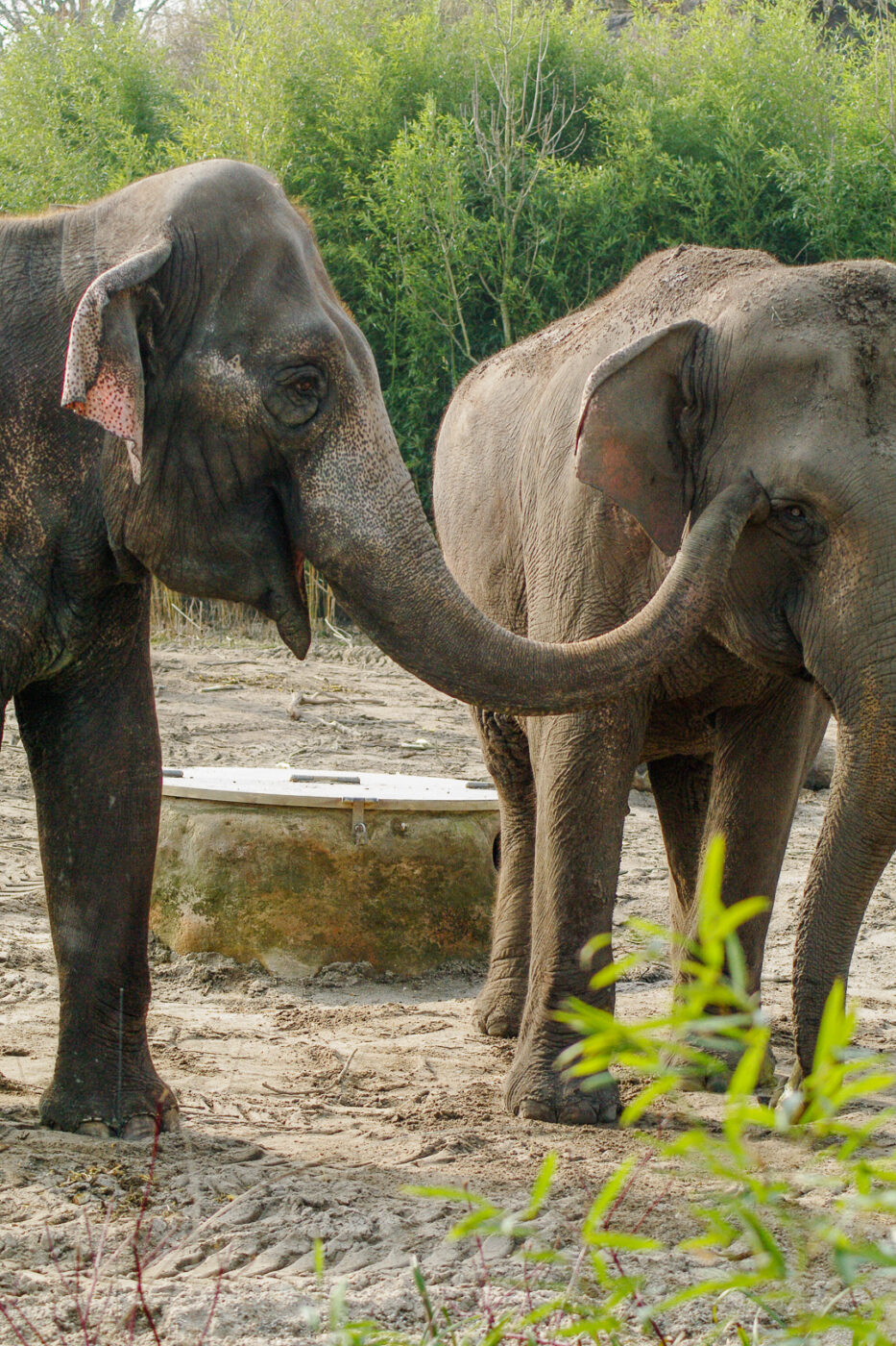 2016-03-10 - Allwetterzoo Münster