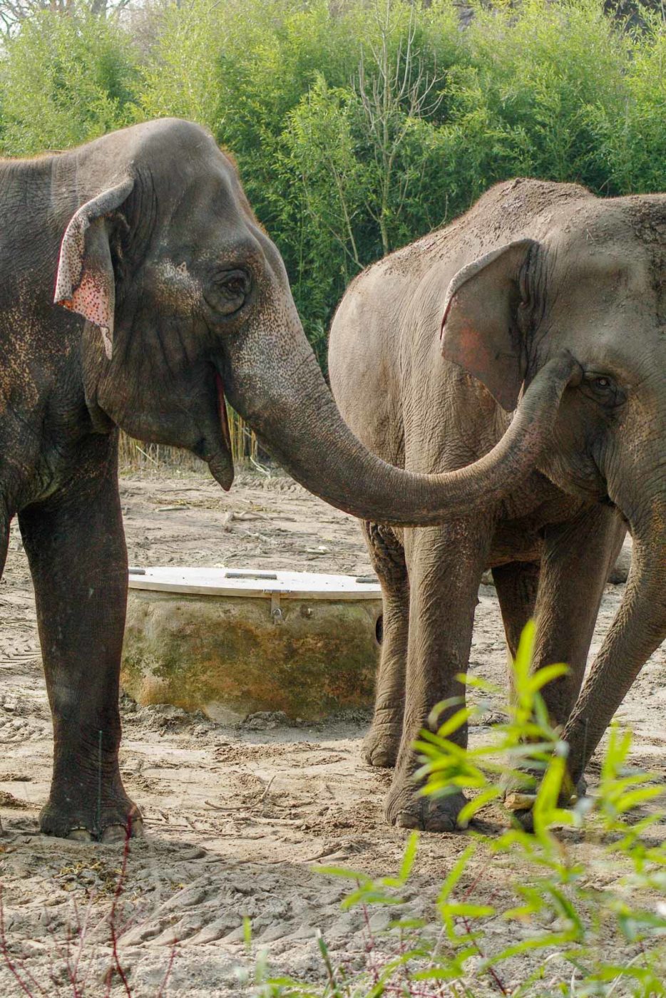 2016-03-10 - Allwetterzoo Münster