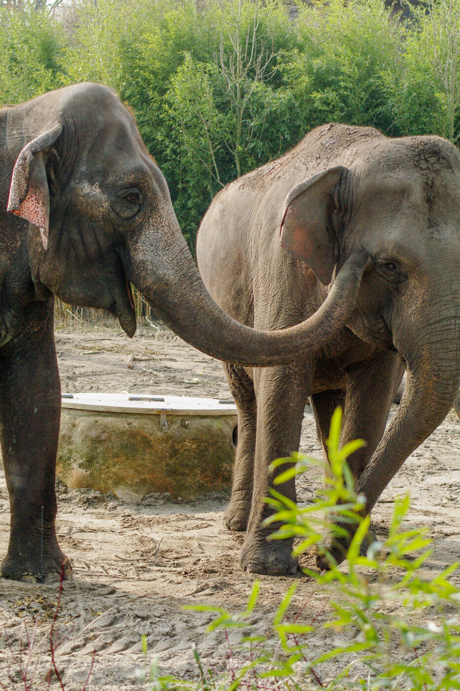 2016-03-10 - Allwetterzoo Münster