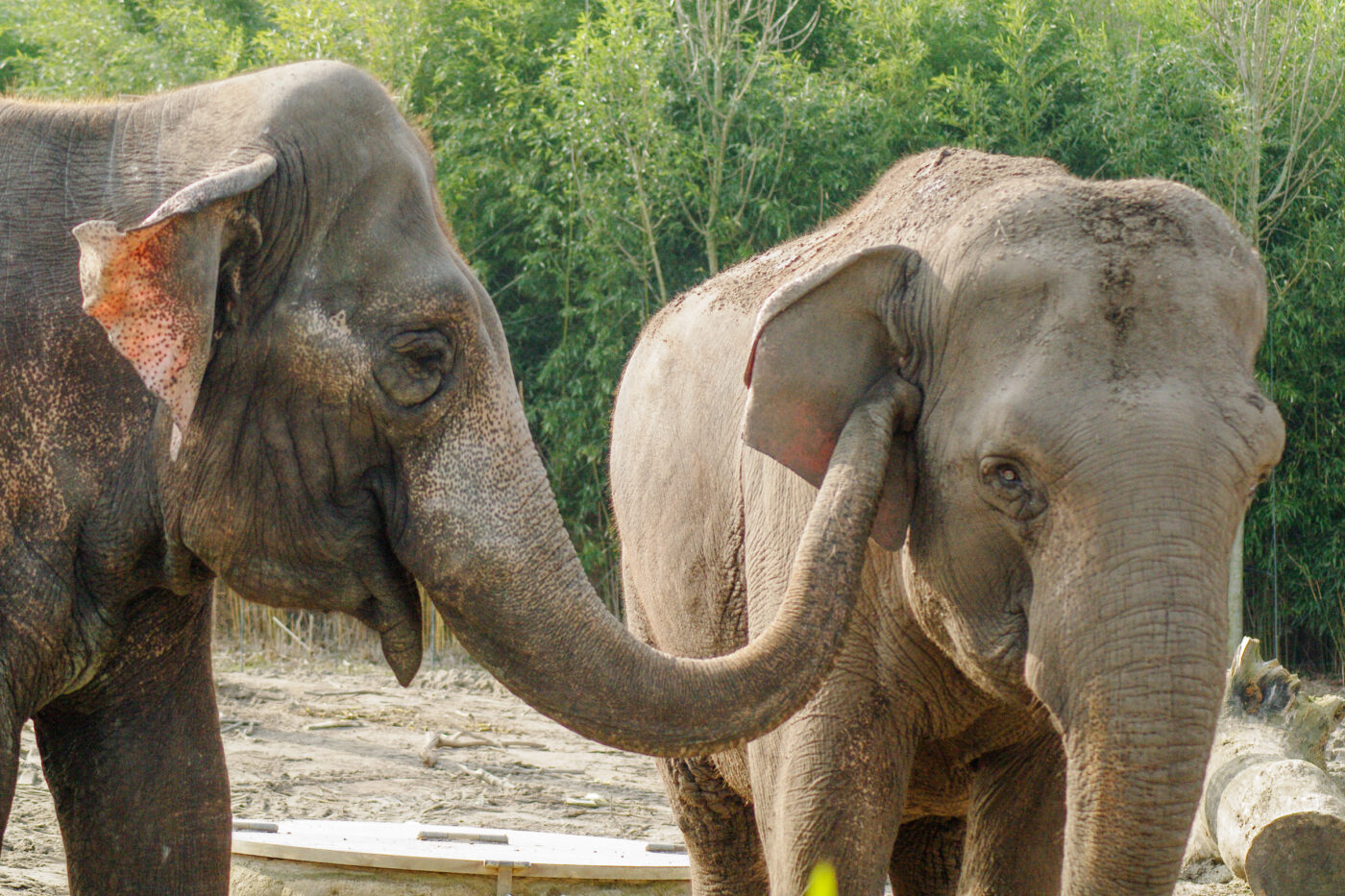 2016-03-10 - Allwetterzoo Münster