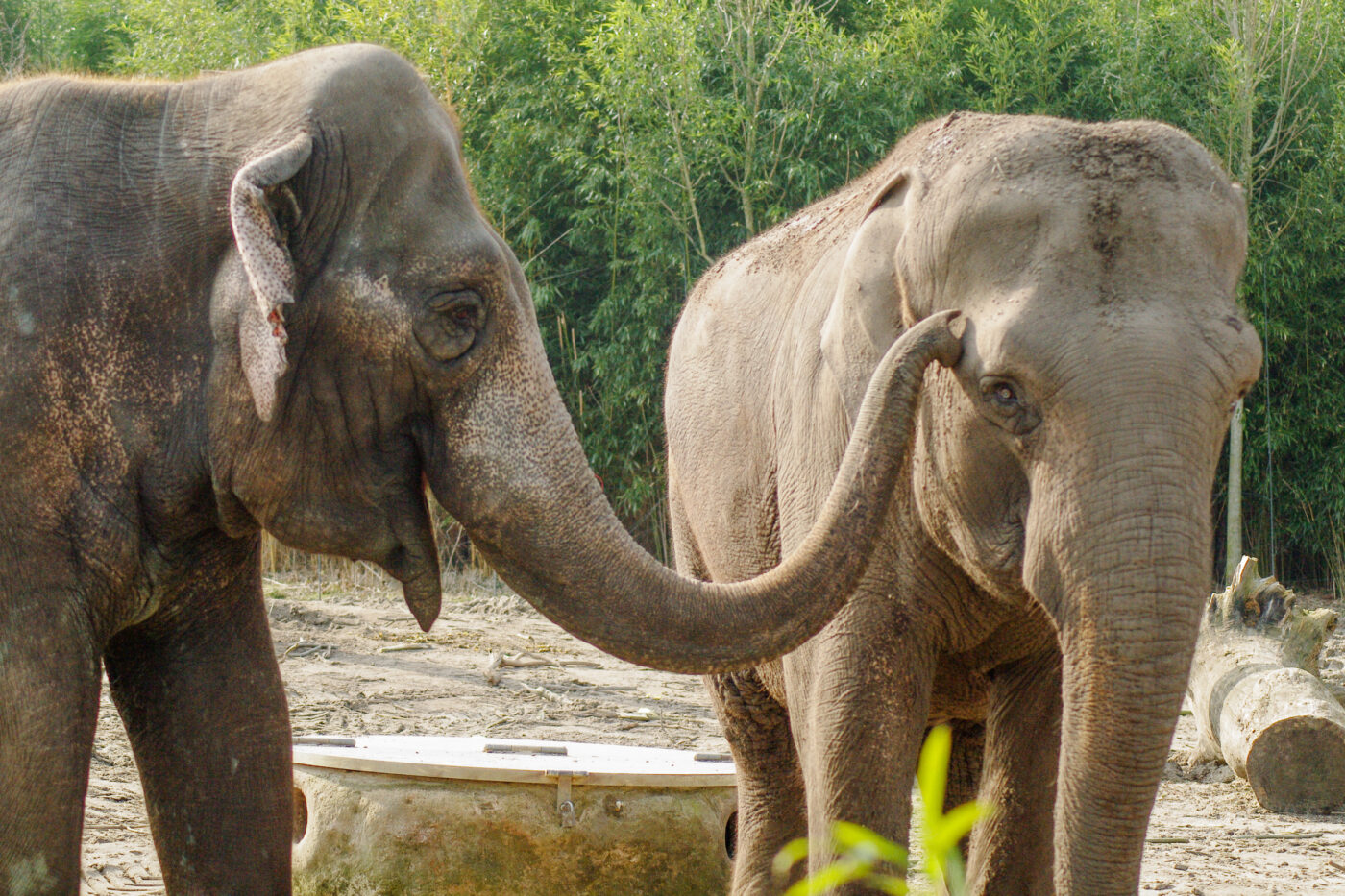 2016-03-10 - Allwetterzoo Münster