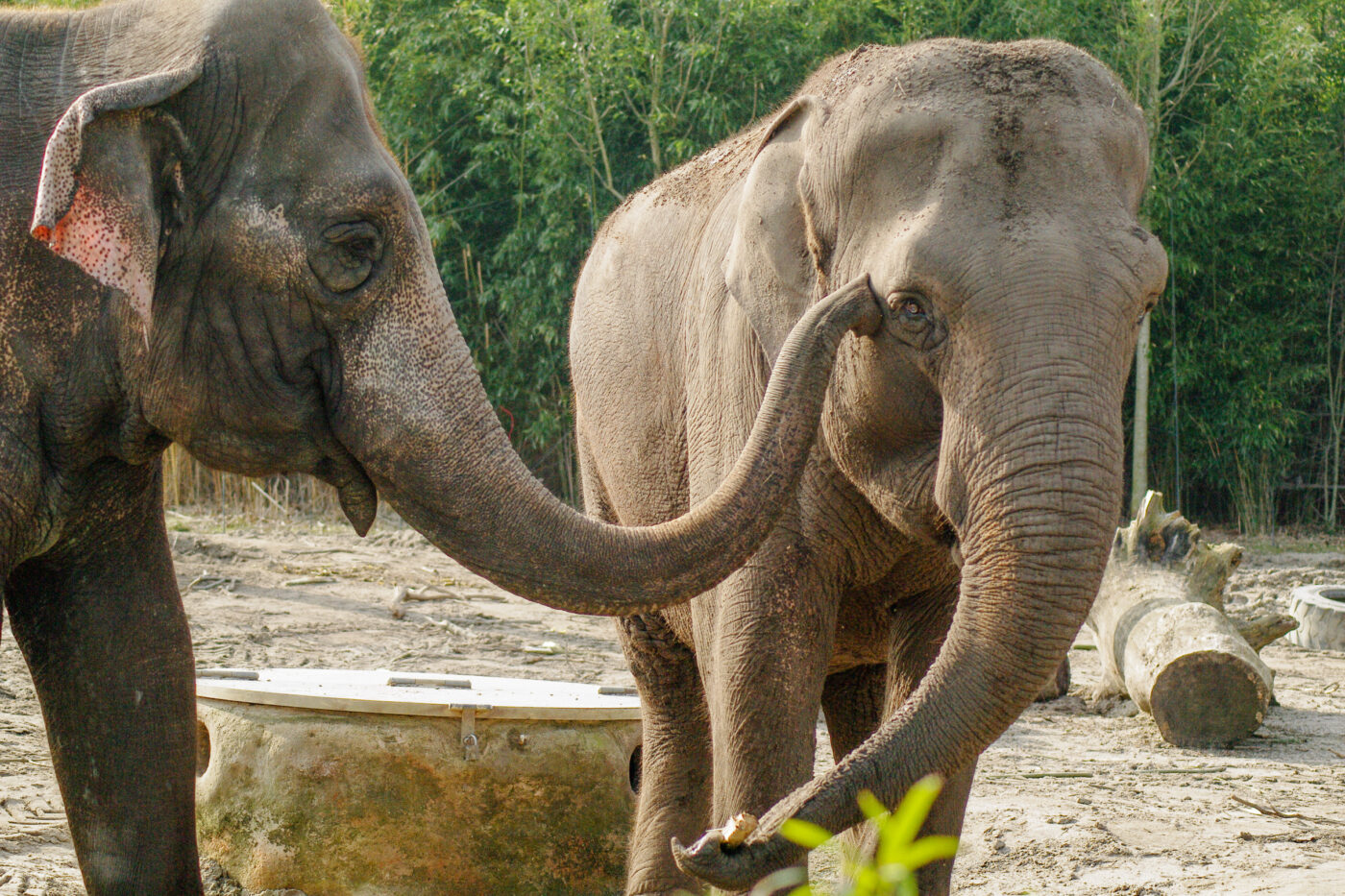 2016-03-10 - Allwetterzoo Münster