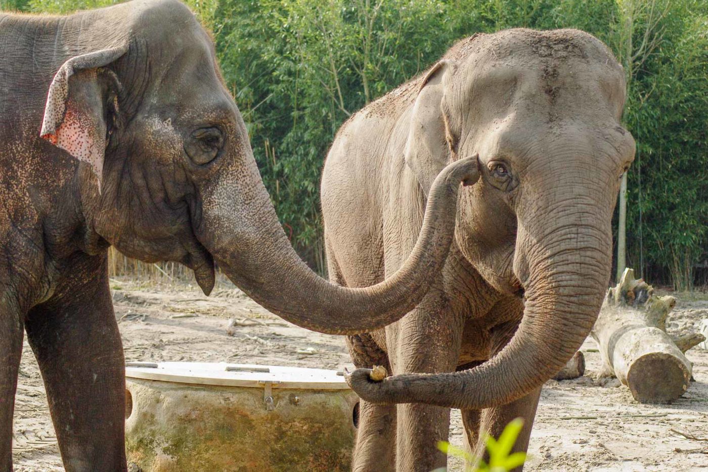 2016-03-10 - Allwetterzoo Münster