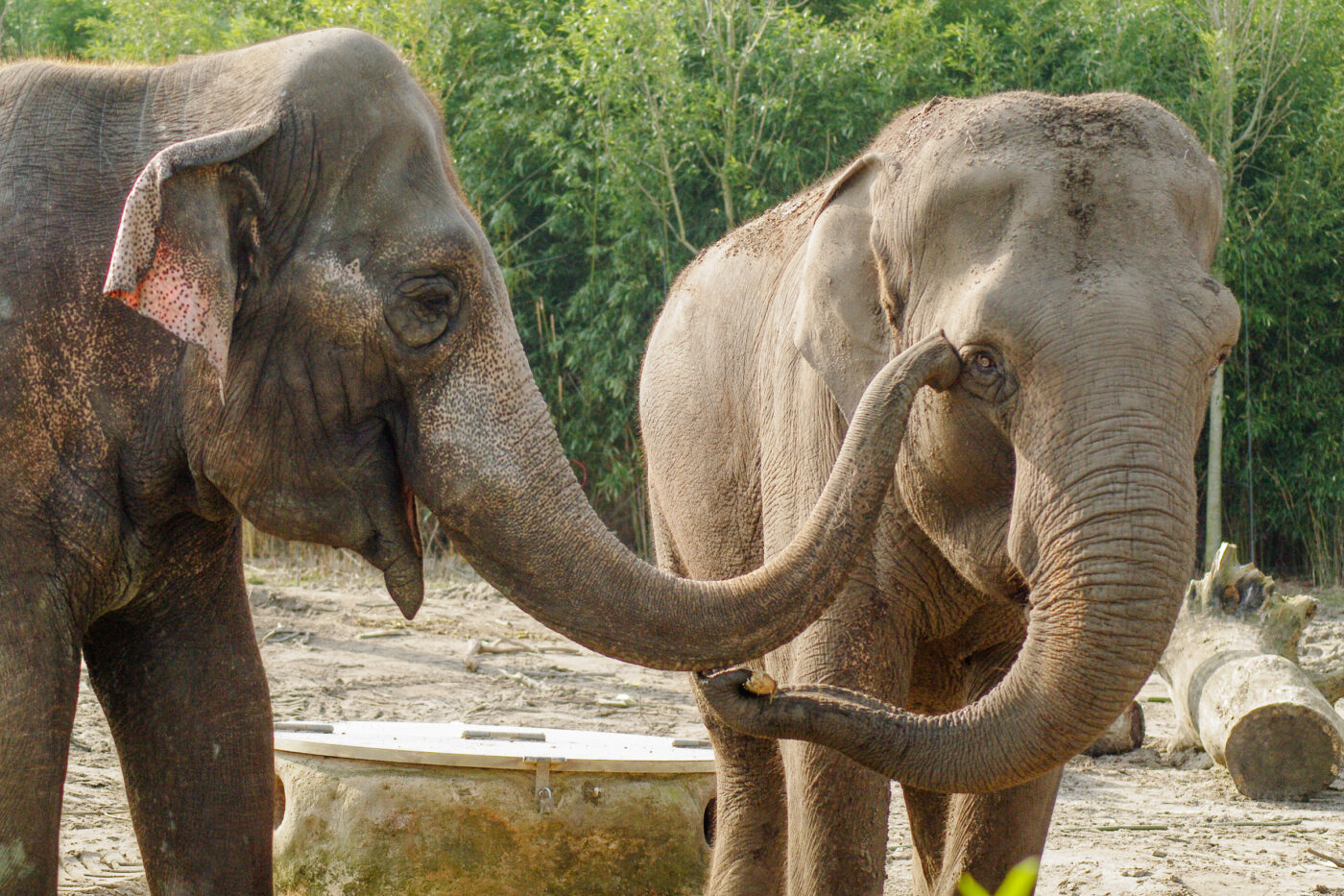 2016-03-10 - Allwetterzoo Münster