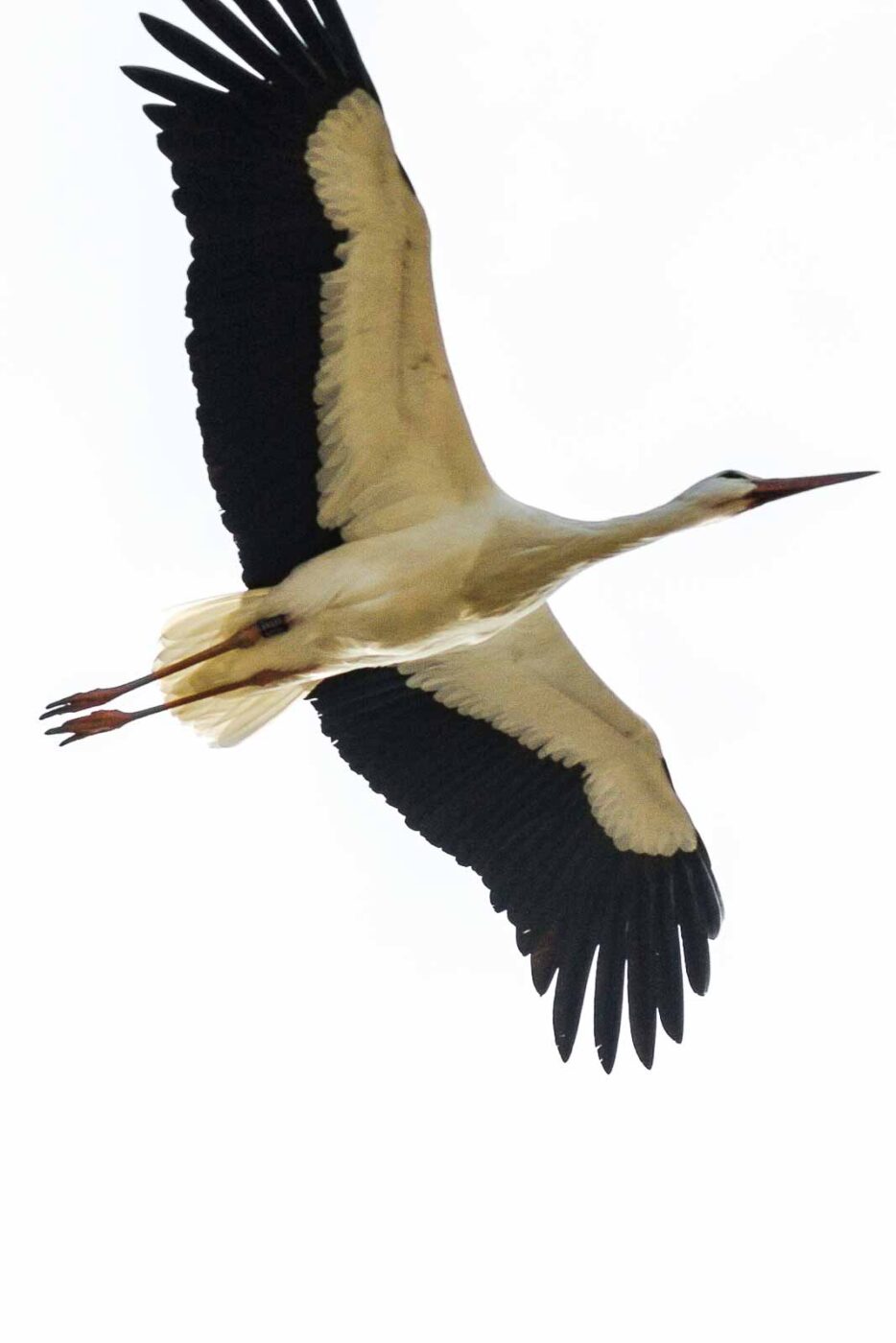 2016-03-10 - Allwetterzoo Münster