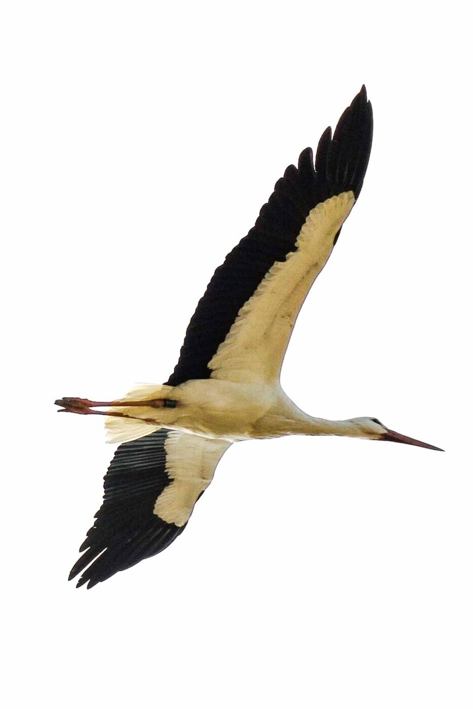 2016-03-10 - Allwetterzoo Münster