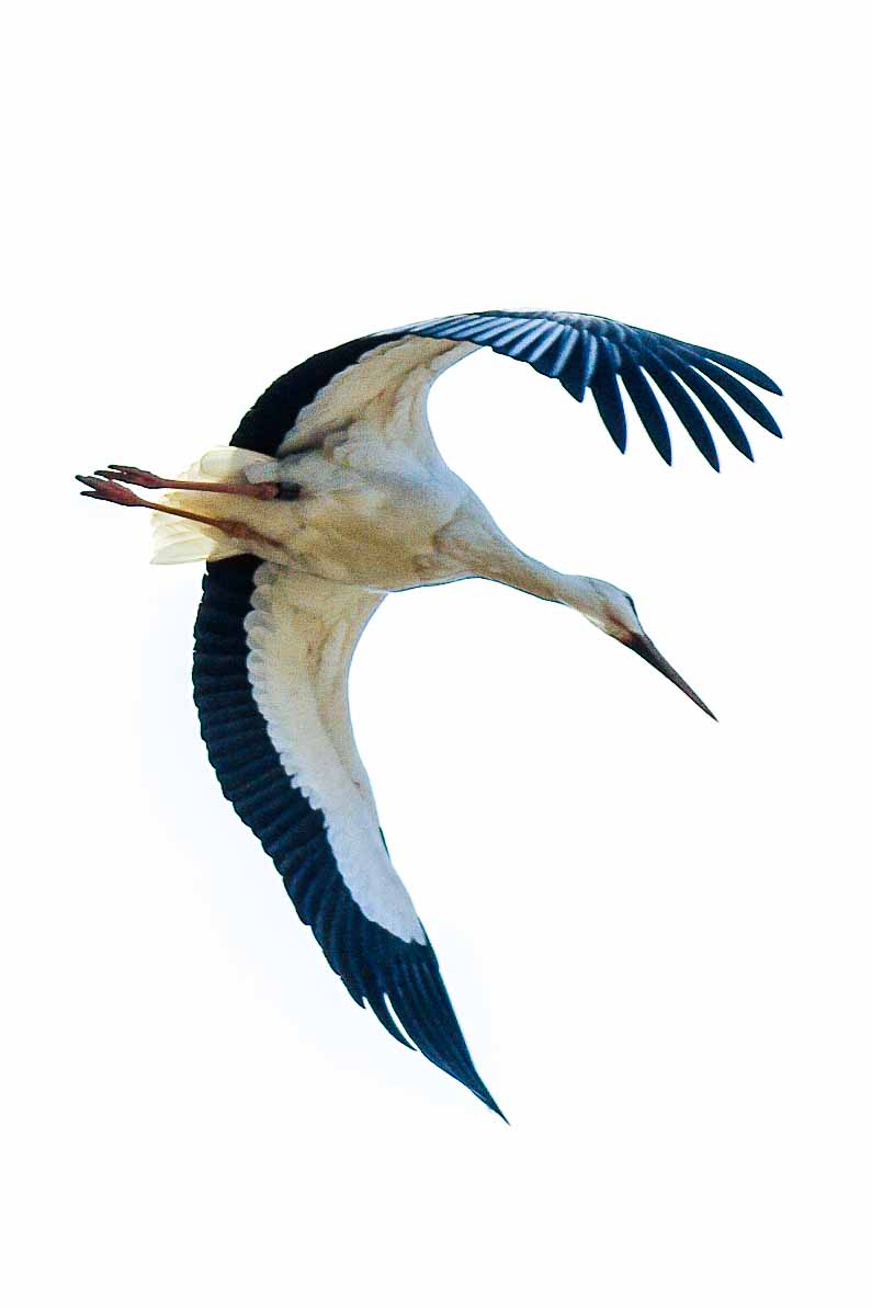 2016-03-10 - Allwetterzoo Münster