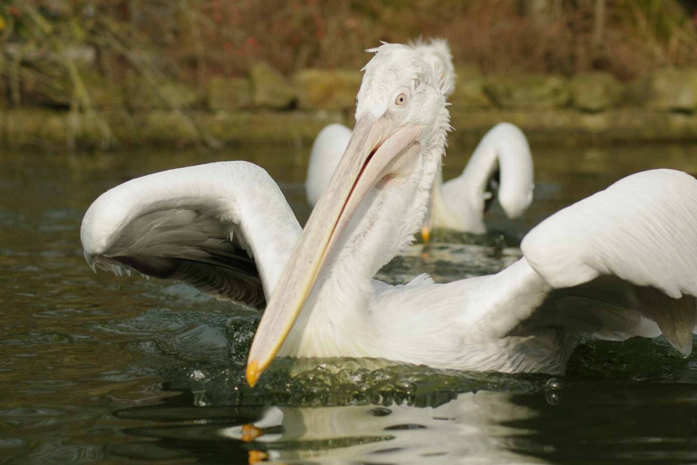 2016-03-10 - Allwetterzoo Münster