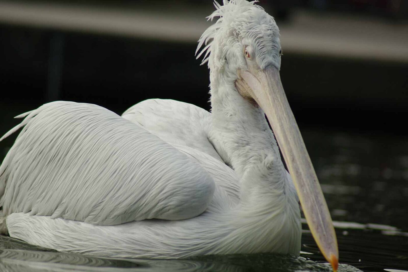 2016-03-10 - Allwetterzoo Münster