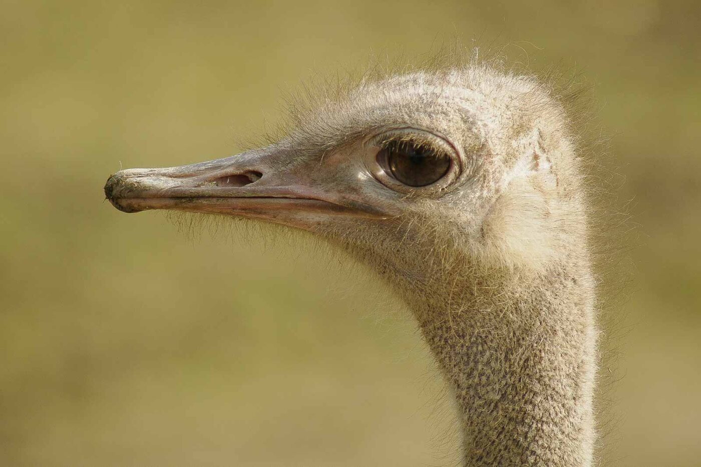 2016-03-10 - Allwetterzoo Münster