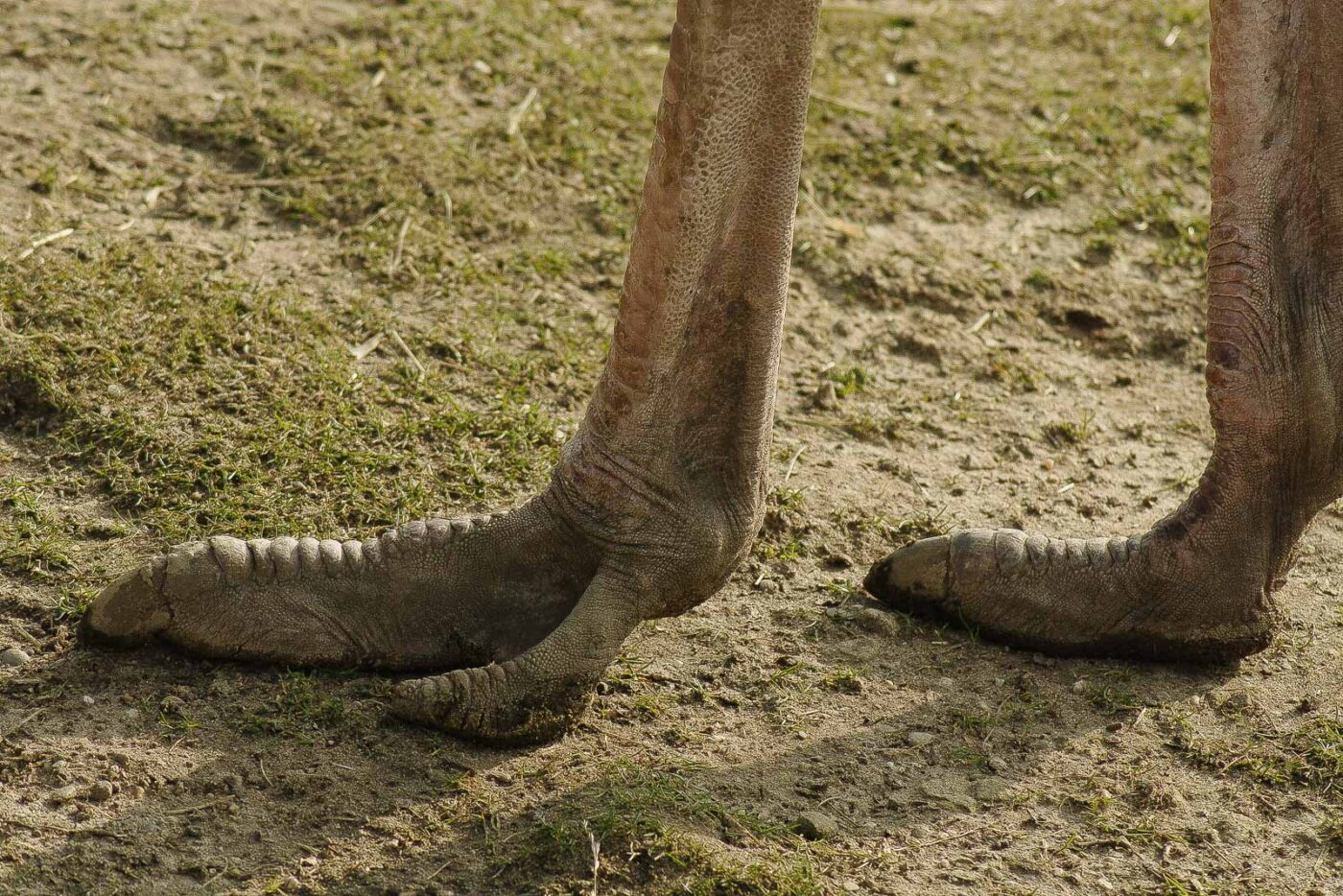 2016-03-10 - Allwetterzoo Münster