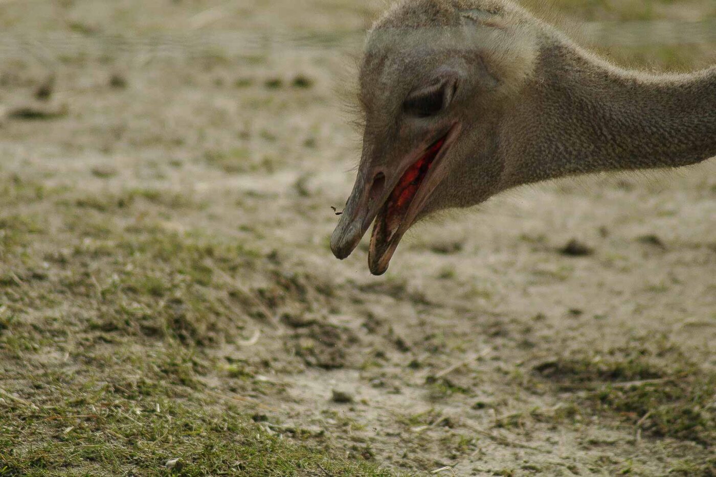2016-03-10 - Allwetterzoo Münster