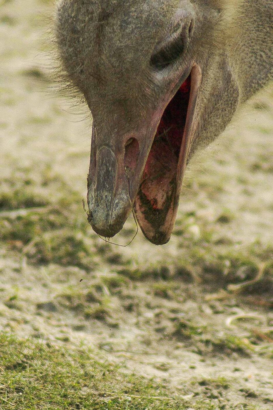 2016-03-10 - Allwetterzoo Münster