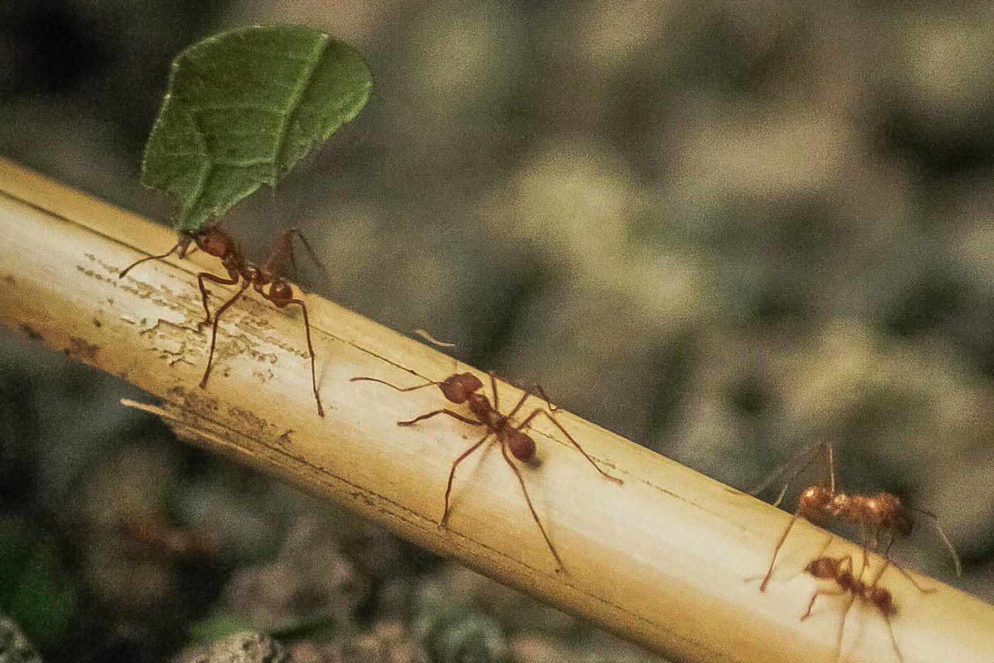 2016-03-10 - Allwetterzoo Münster