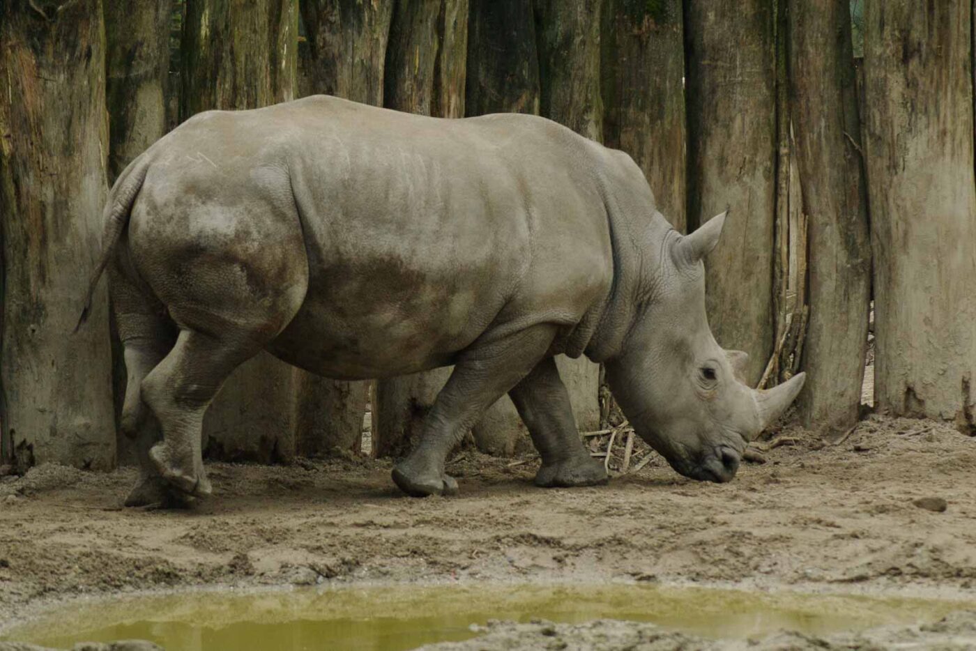 2016-03-10 - Allwetterzoo Münster