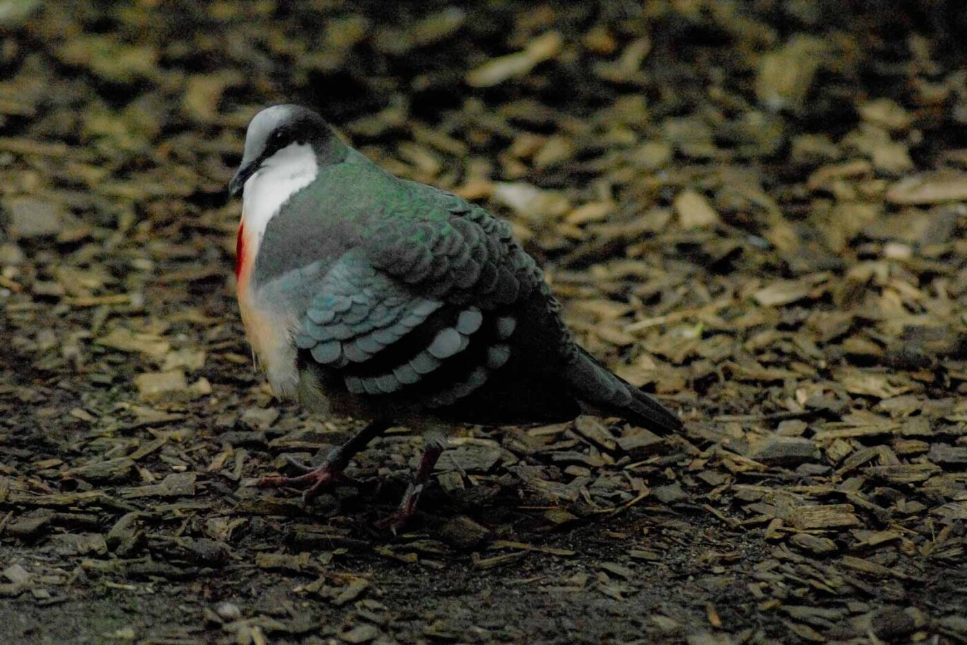 2016-03-10 - Allwetterzoo Münster