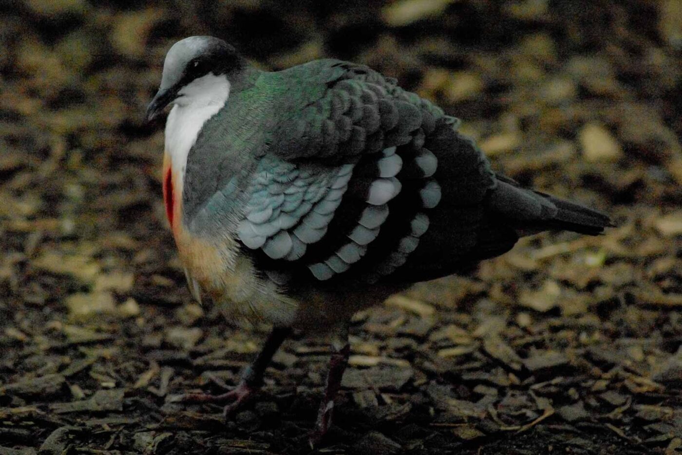 2016-03-10 - Allwetterzoo Münster