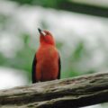 2016-03-10 - Allwetterzoo Münster