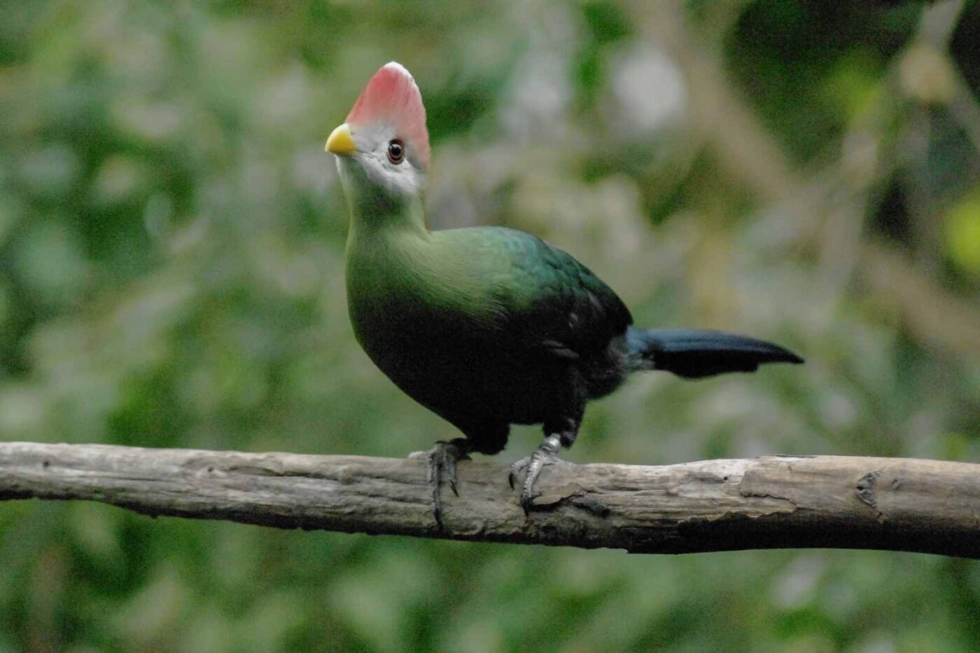 2016-03-10 - Allwetterzoo Münster
