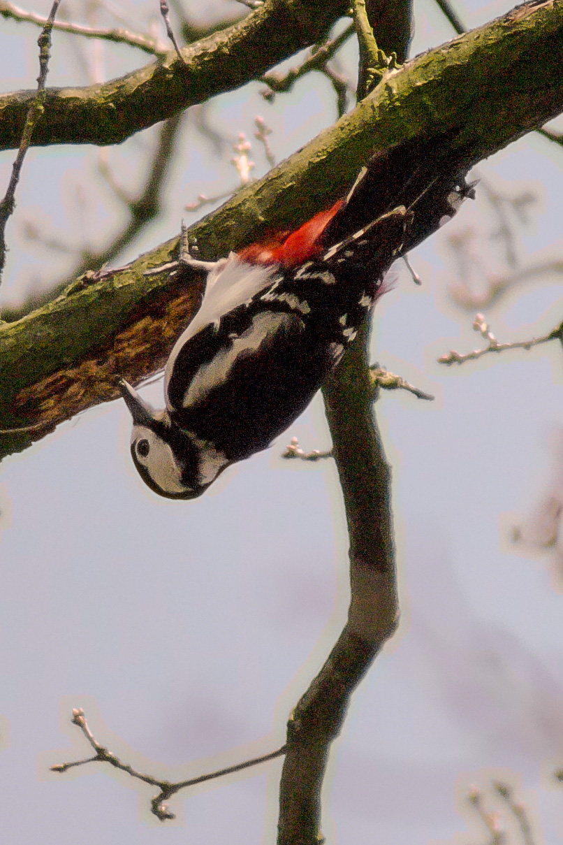 2016-04-02 - Burg Vischering -