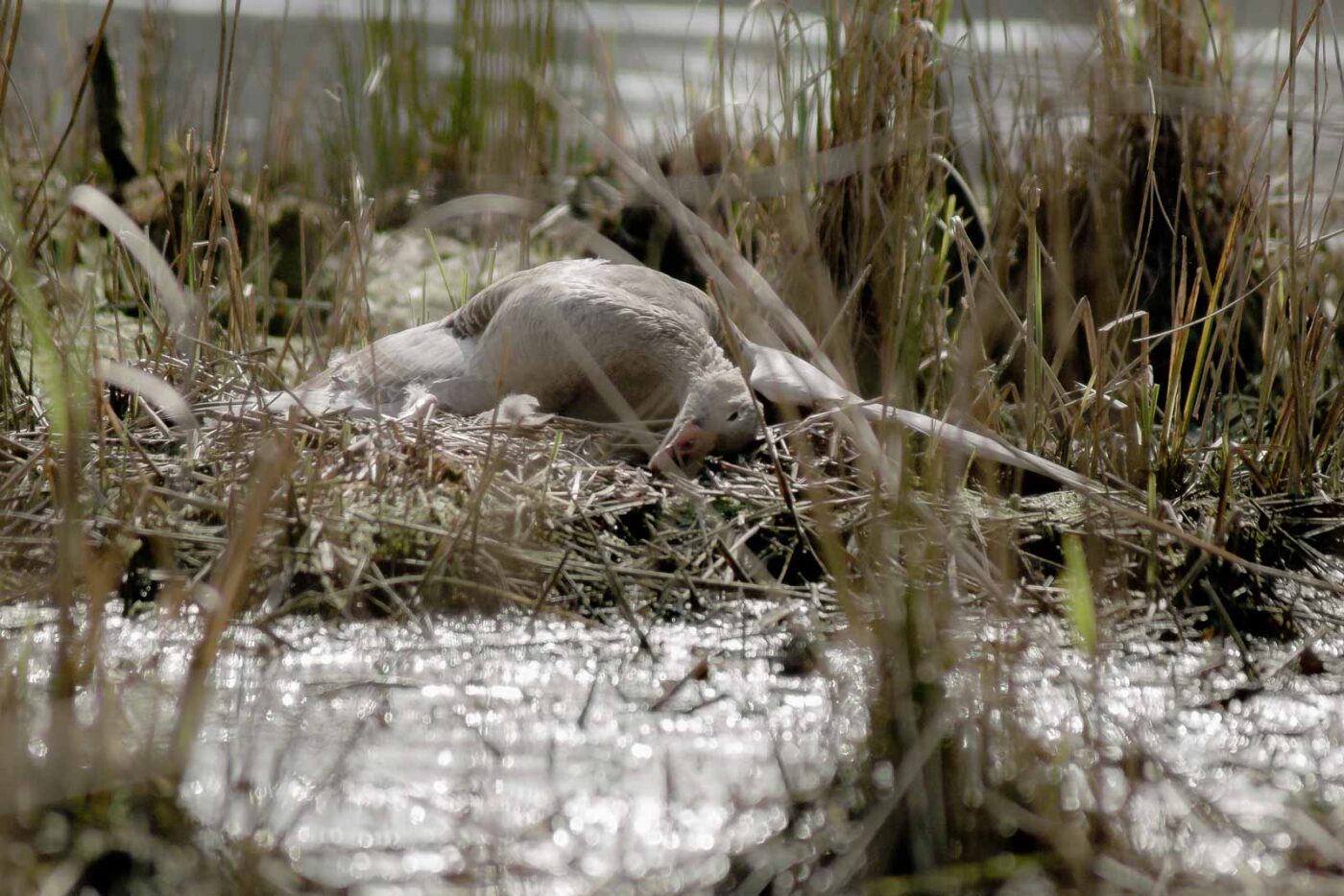 2016-04-02 - Burg Vischering -