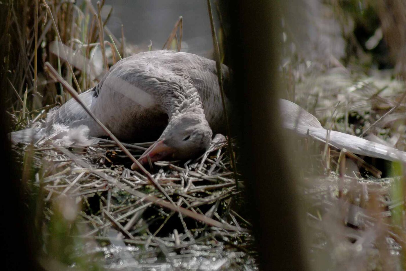 2016-04-02 - Burg Vischering -