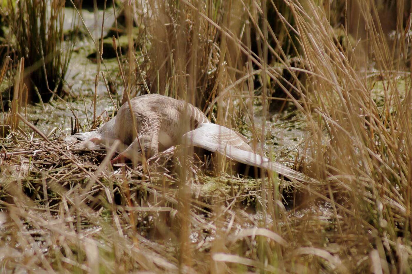 2016-04-02 - Burg Vischering -