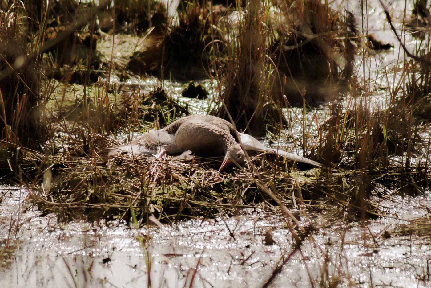 2016-04-02 - Burg Vischering -