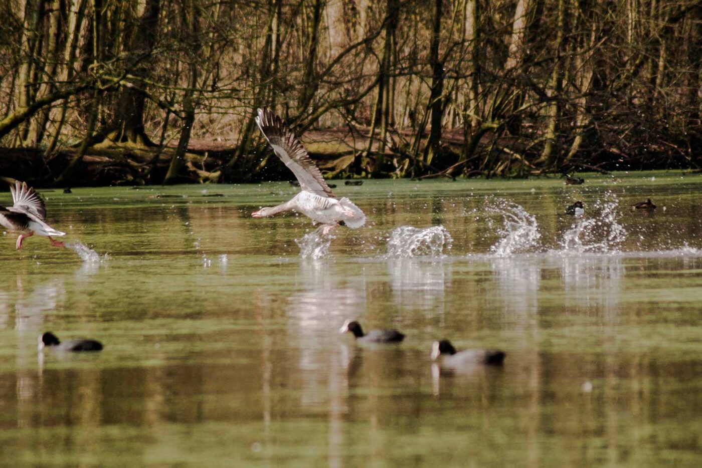 2016-04-02 - Burg Vischering -