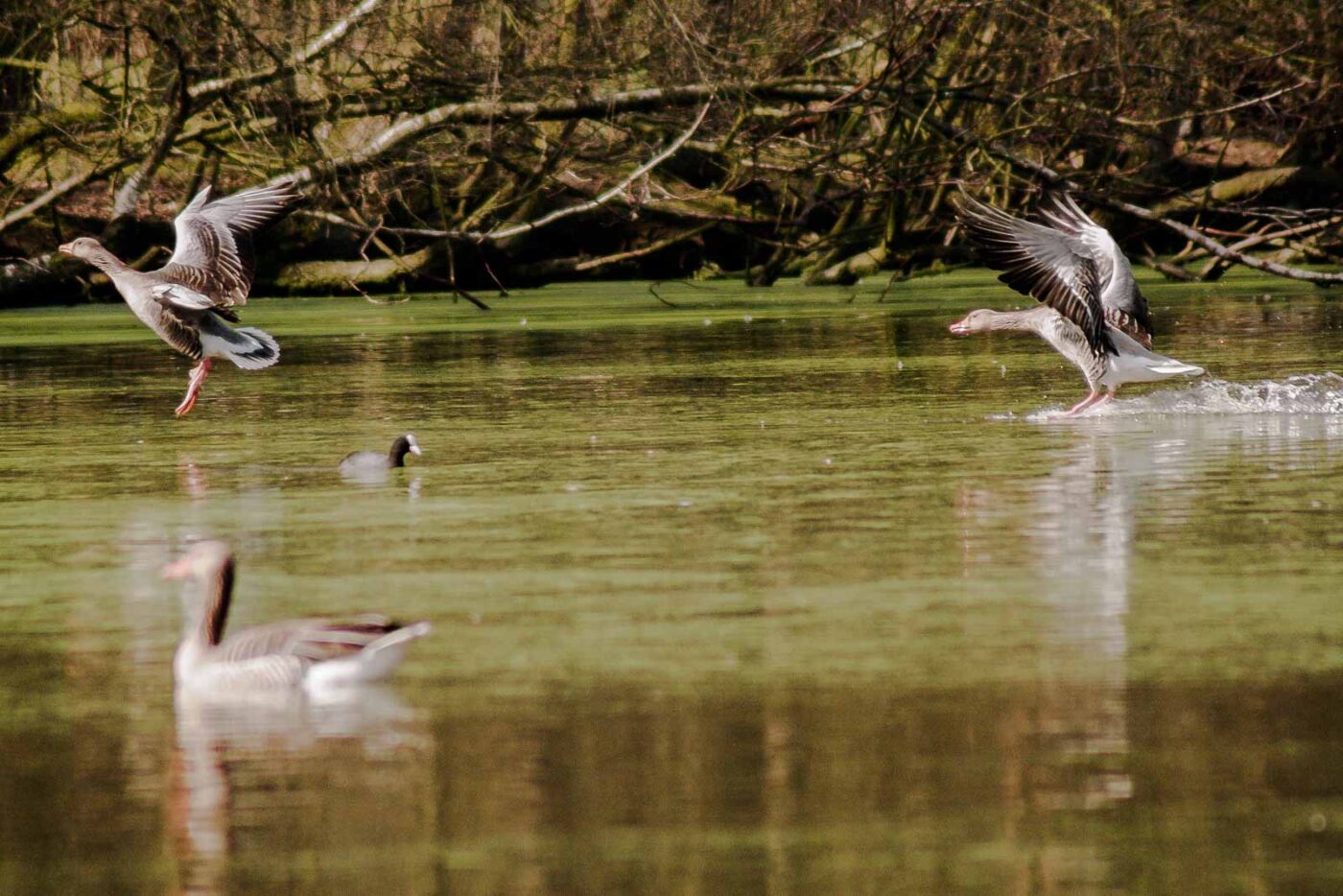 2016-04-02 - Burg Vischering -