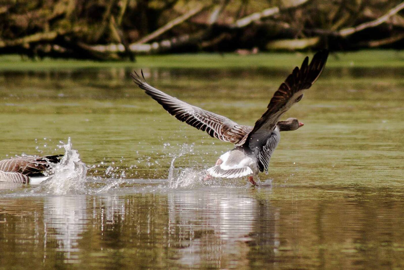 2016-04-02 - Burg Vischering -