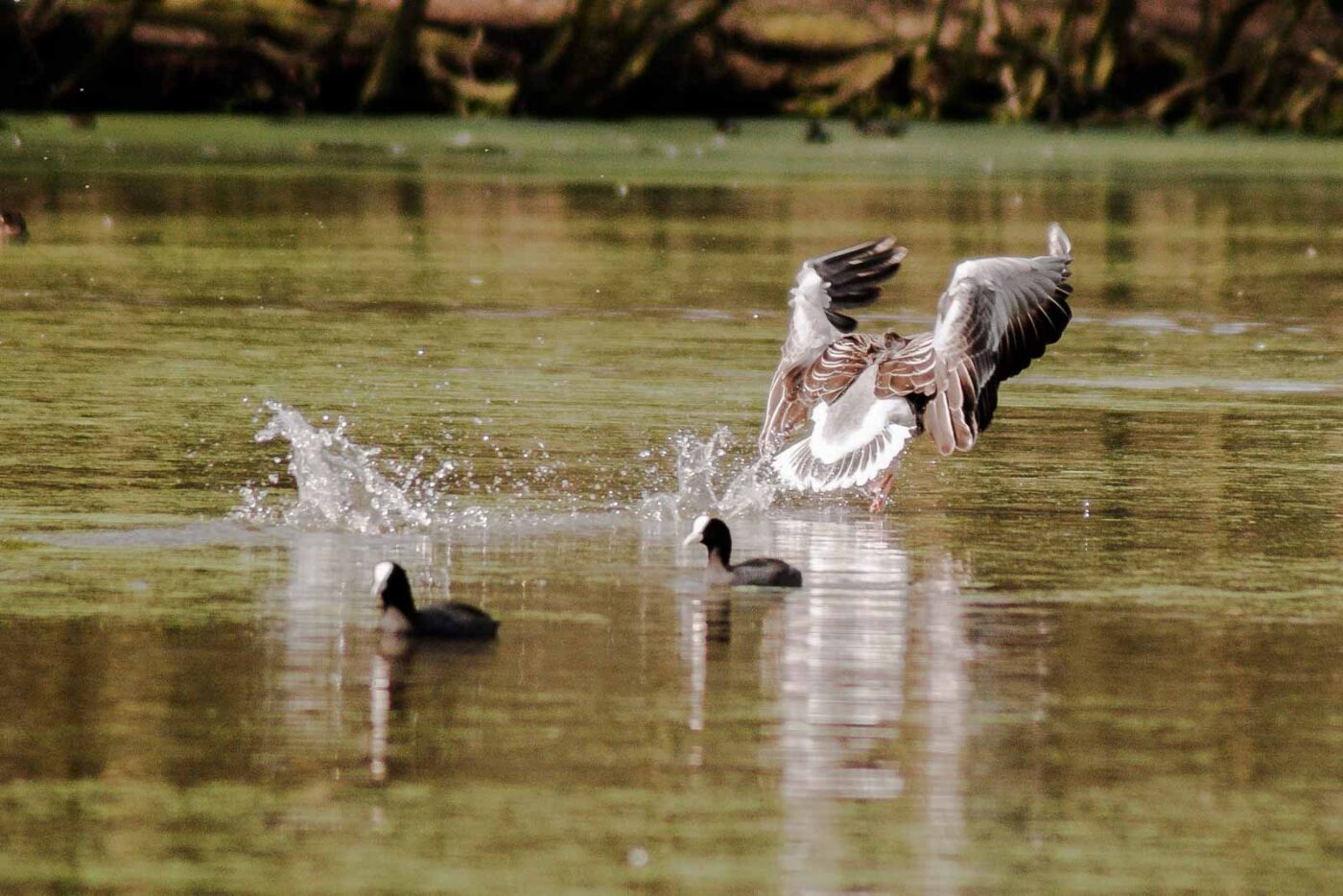 2016-04-02 - Burg Vischering -