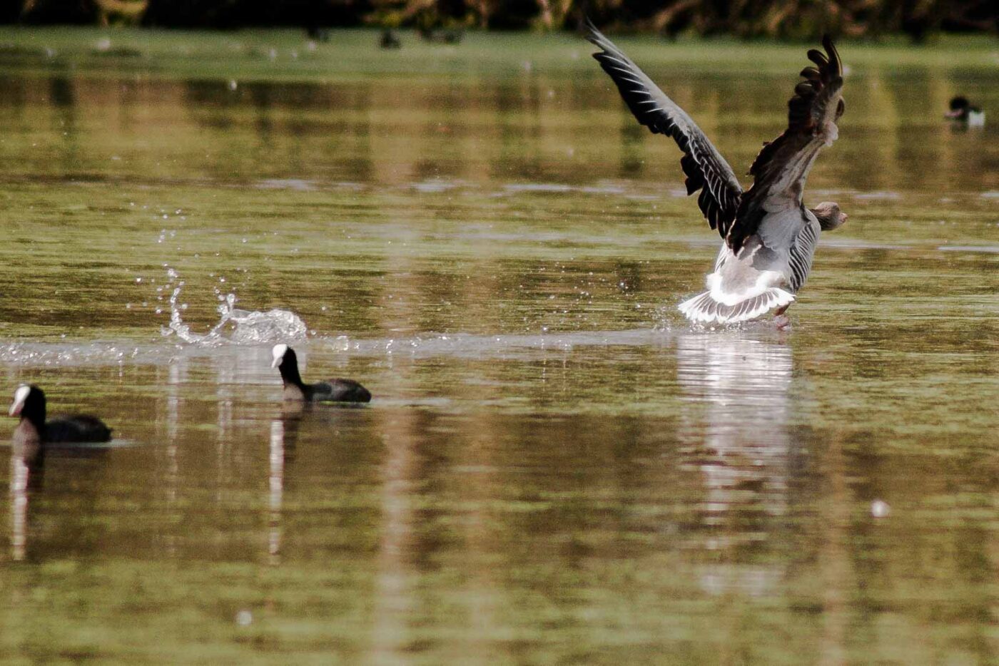 2016-04-02 - Burg Vischering -