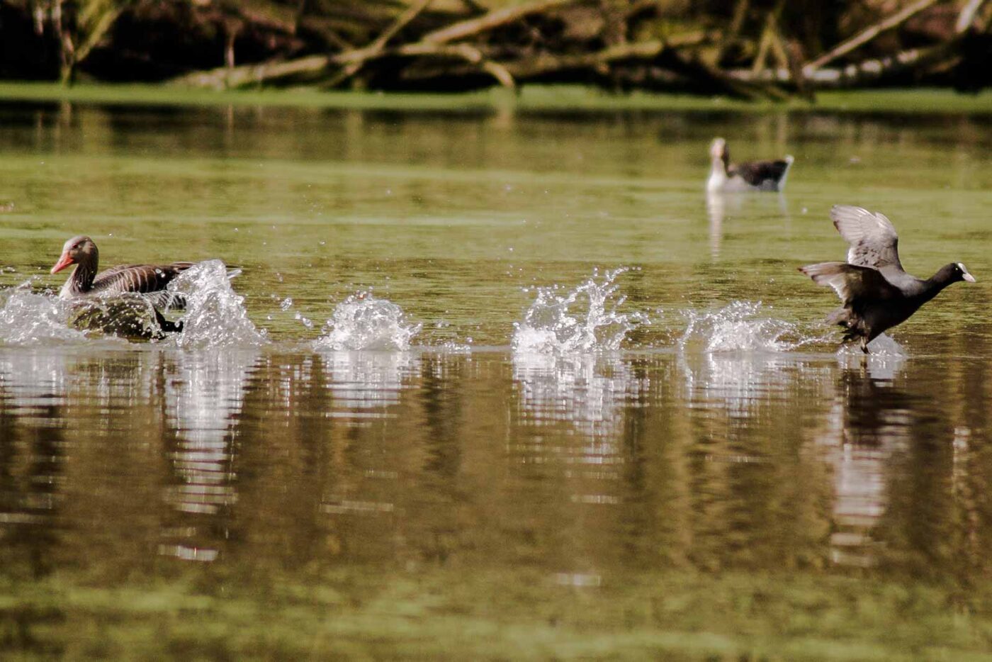 2016-04-02 - Burg Vischering -