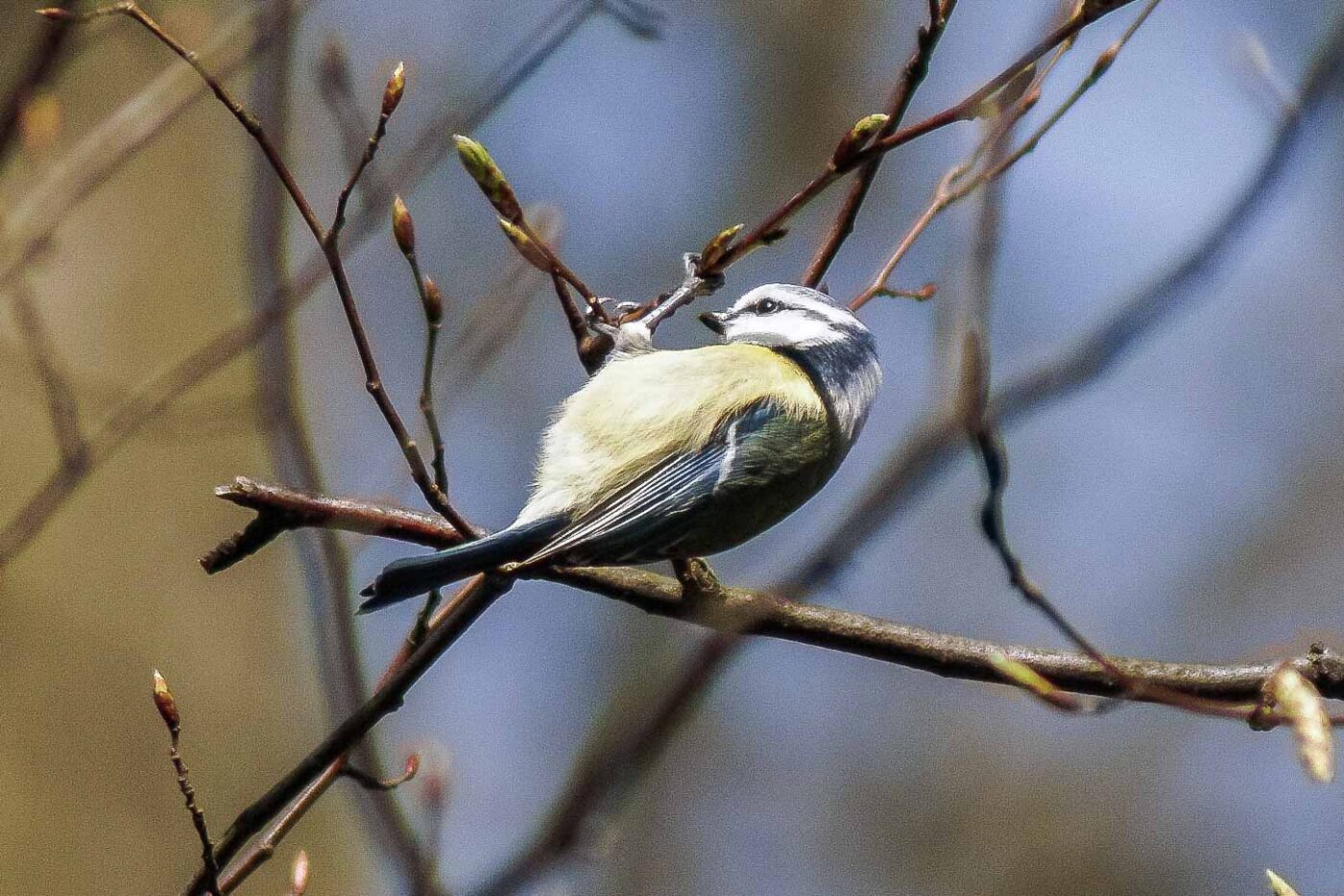 2016-04-02 - Burg Vischering -