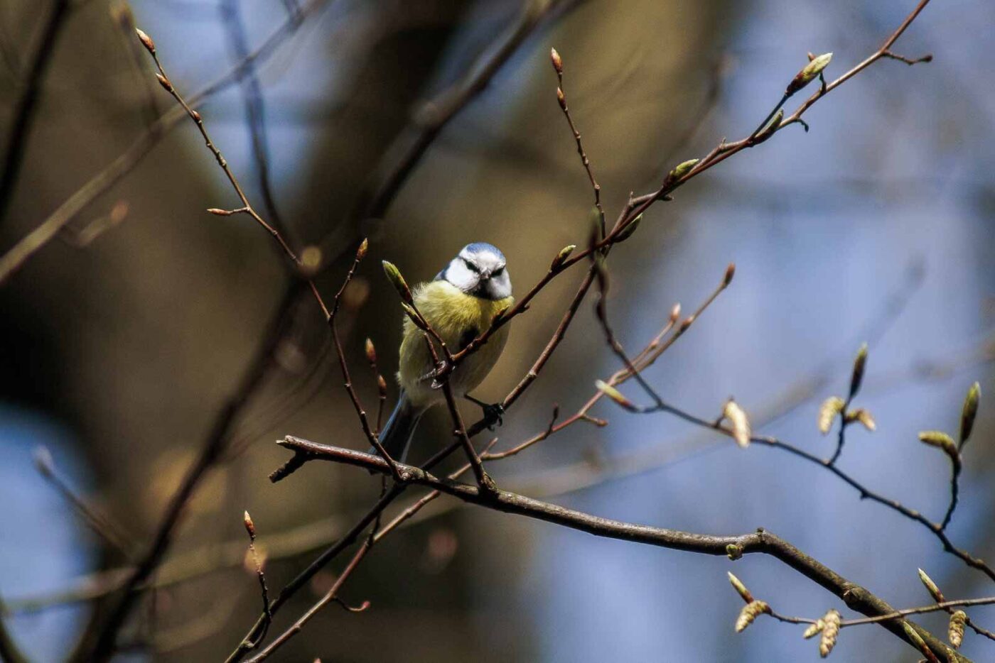 2016-04-02 - Burg Vischering -