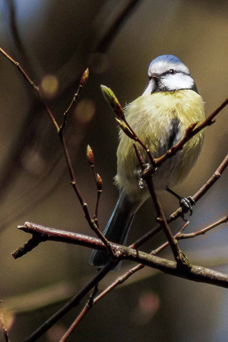 2016-04-02 - Burg Vischering -