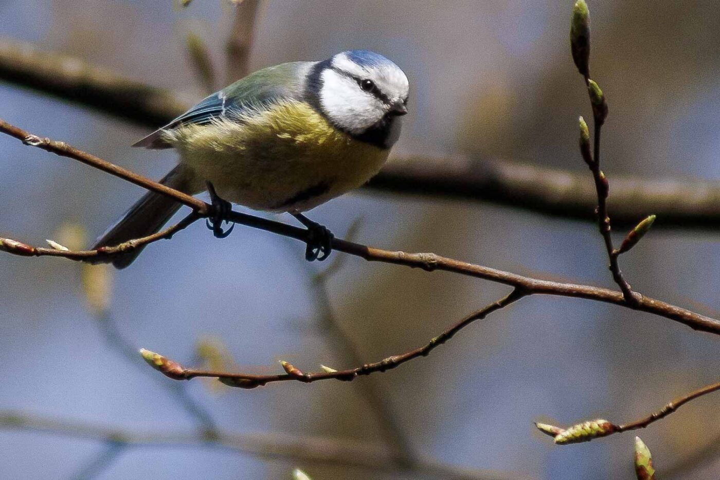 2016-04-02 - Burg Vischering -