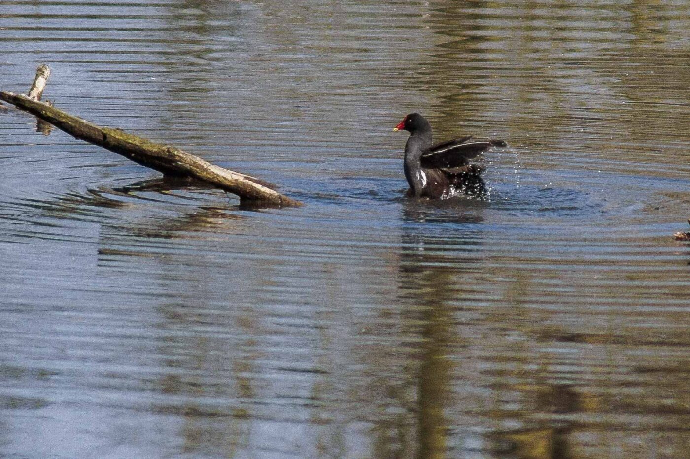 2016-04-02 - Burg Vischering -