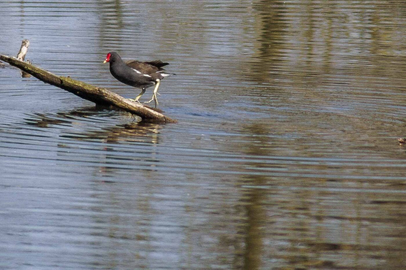 2016-04-02 - Burg Vischering -