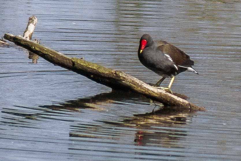 2016-04-02 - Burg Vischering -