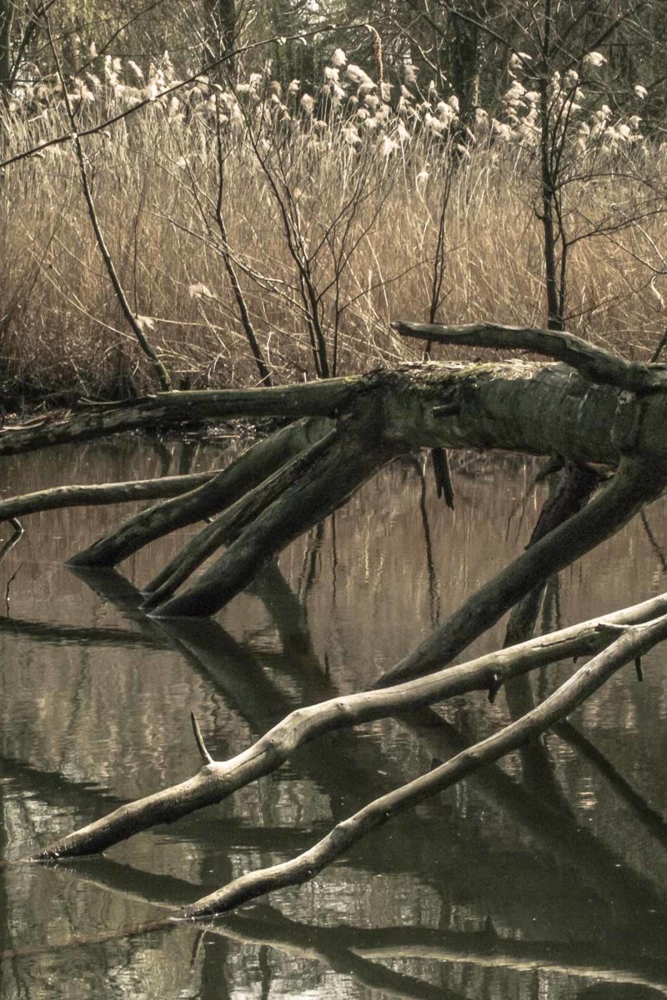 2016-04-02 - Burg Vischering -