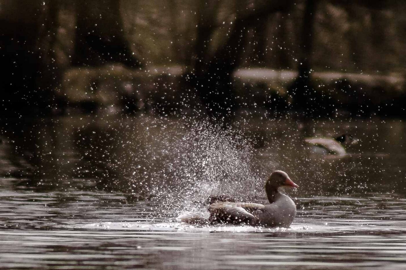 2016-04-02 - Burg Vischering -