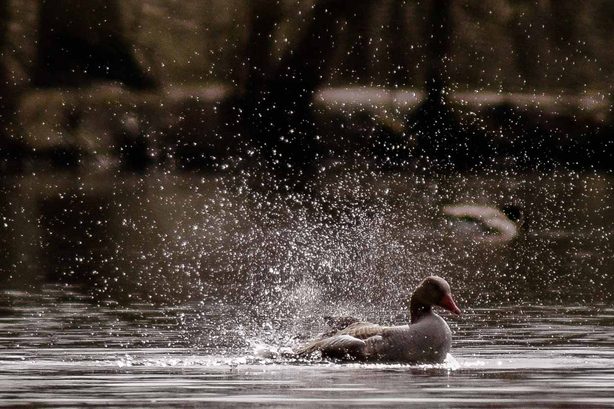 2016-04-02 - Burg Vischering -